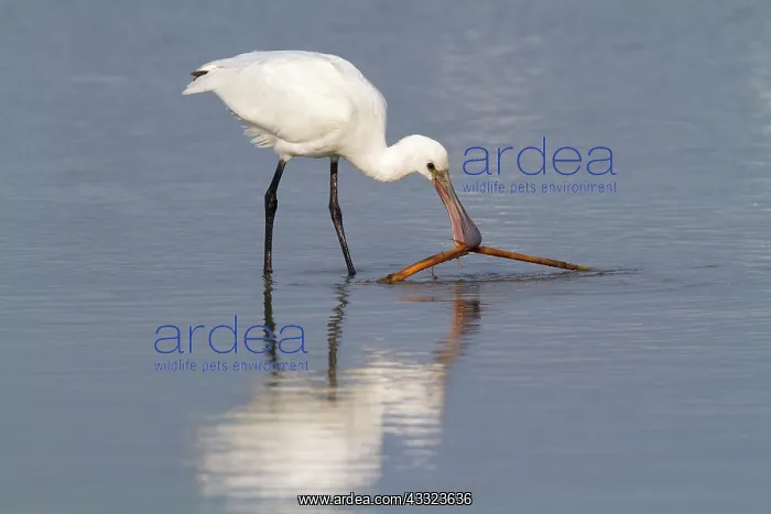 : Eurasian Spoonbill (Platalea leucorodia) juvenile playing withe a stick : Eurasian Spoonbill (Platalea leucorodia) juvenile playing withe a stick