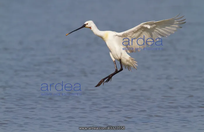 : Eurasian spoonbill (Platalea leucorodia) landing on the water : Eurasian spoonbill (Platalea leucorodia) landing on the water
