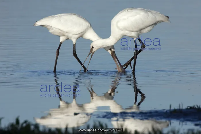  : Eurasian Spoonbill (Platalea leucorodia) pair f
