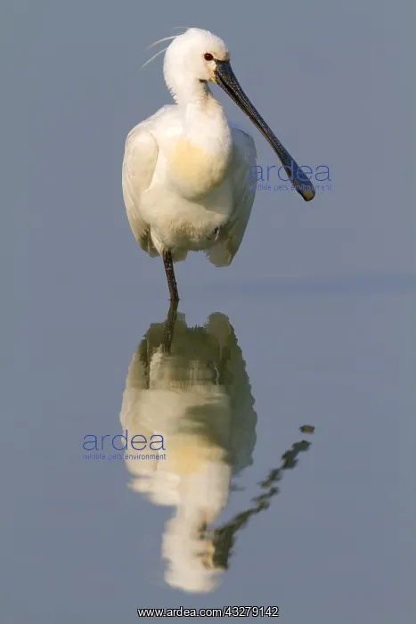 : Eurasian Spoonbill (Platalea leucorodia) restin : Eurasian Spoonbill (Platalea leucorodia) restin