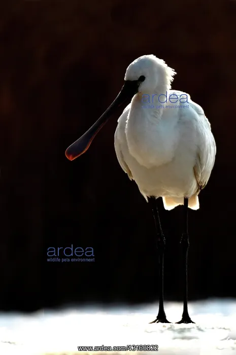 : Eurasian Spoonbill ( Platalea leucorodia ) on snow : Eurasian Spoonbill ( Platalea leucorodia ) on snow