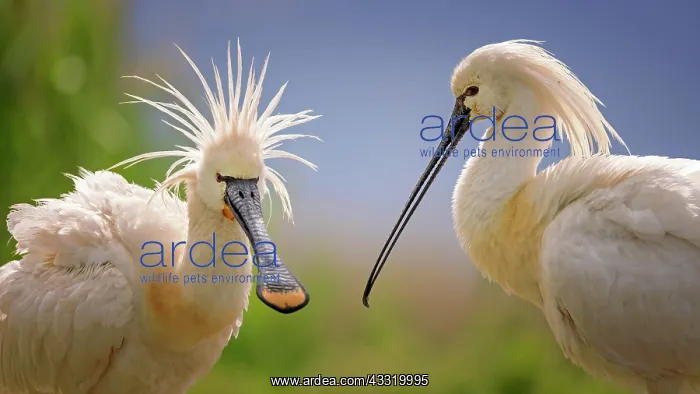 : Eurasian spoonbill (Platalea leucorodia) Spoonbill : Eurasian spoonbill (Platalea leucorodia) Spoonbill