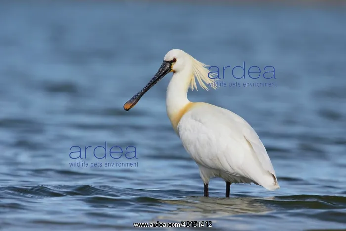 : Eurasian Spoonbill (Platalea leucorodia) standing : Eurasian Spoonbill (Platalea leucorodia) standing