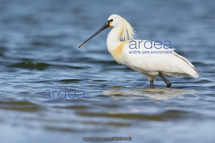 : Eurasian Spoonbill (Platalea leucorodia) standing : Eurasian Spoonbill (Platalea leucorodia) standing