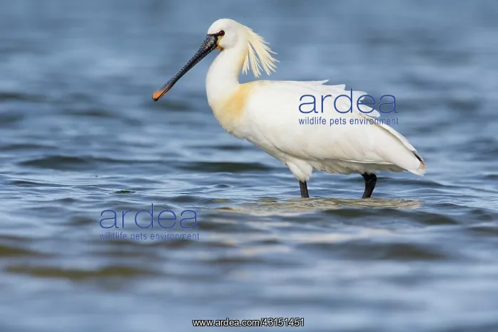 : Eurasian Spoonbill (Platalea leucorodia) standing : Eurasian Spoonbill (Platalea leucorodia) standing