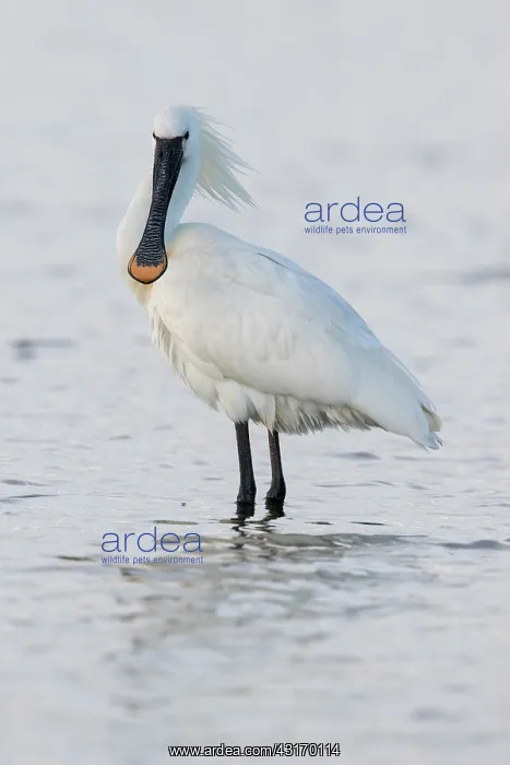  : Eurasian Spoonbill (Platalea leucorodia) standing