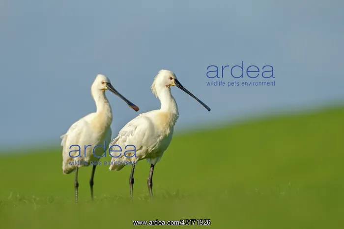 : Two Eurasian Spoonbill (Platalea leucorodia) standing : Two Eurasian Spoonbill (Platalea leucorodia) standing