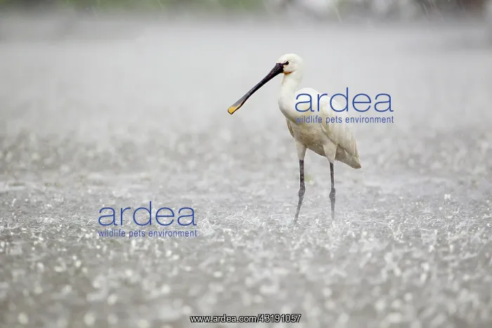  : one Eurasian spoonbill (Platalea leucorodia) standing in heavy rainfall