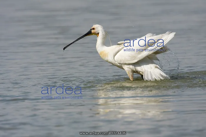 : Eurasian Spoonbill (Platalea leucorodia) taking a bath : Eurasian Spoonbill (Platalea leucorodia) taking a bath