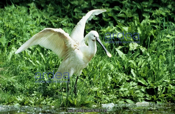 : Eurasian Spoonbill - standing with open wings : Eurasian Spoonbill - standing with open wings