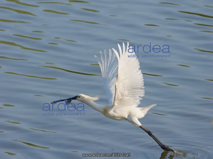 : Eurasian Spoonbill - taking off with nest material : Eurasian Spoonbill - taking off with nest material