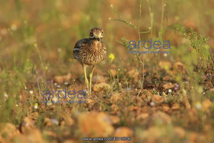 : Eurasian Stone-curlew : Eurasian Stone-curlew
