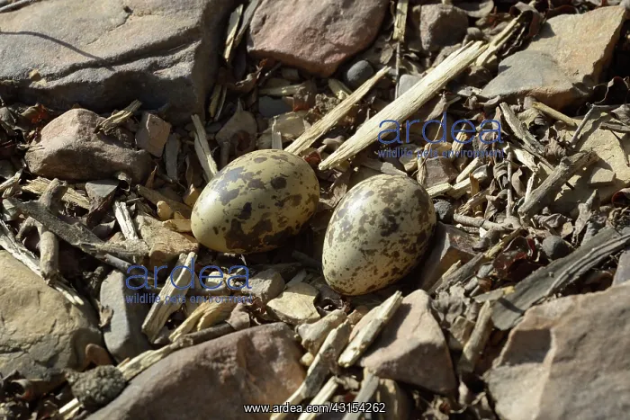 : Eurasian Stone-curlew : Eurasian Stone-curlew