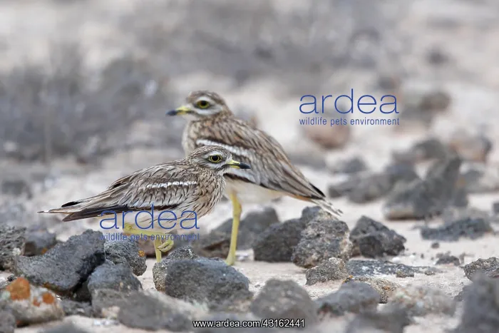 : Eurasian Stone-curlew : Eurasian Stone-curlew