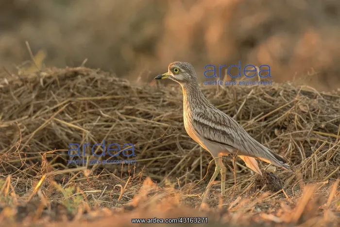 : Eurasian Stone-curlew : Eurasian Stone-curlew