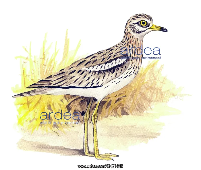 : Eurasian Stone-curlew : Eurasian Stone-curlew
