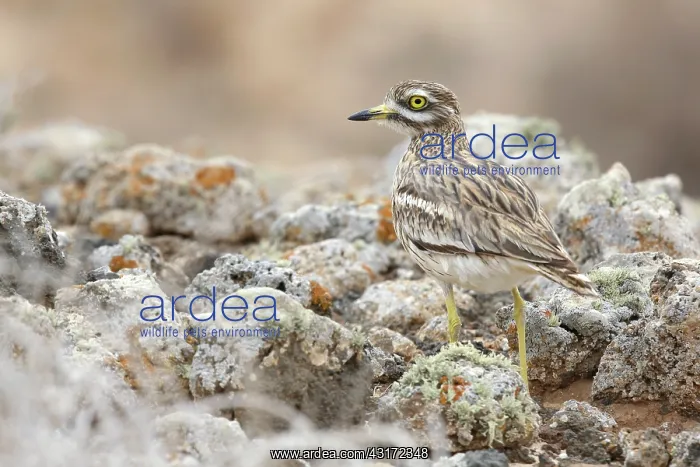 : Eurasian Stone-curlew : Eurasian Stone-curlew
