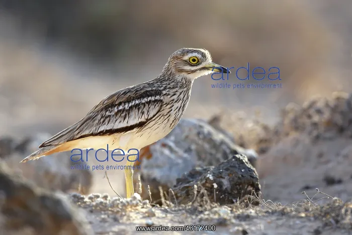 : Eurasian Stone-curlew : Eurasian Stone-curlew
