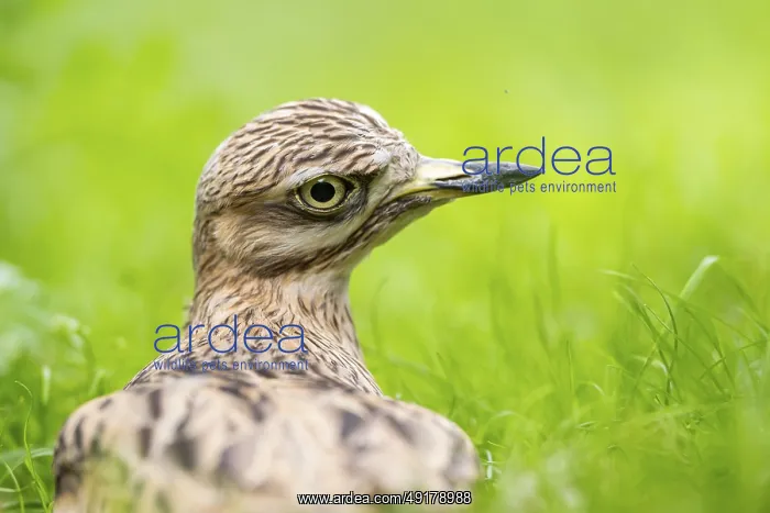 : Eurasian stone-curlew (Burhinus oedicnemus) lying on a meadow : Eurasian stone-curlew (Burhinus oedicnemus) lying on a meadow