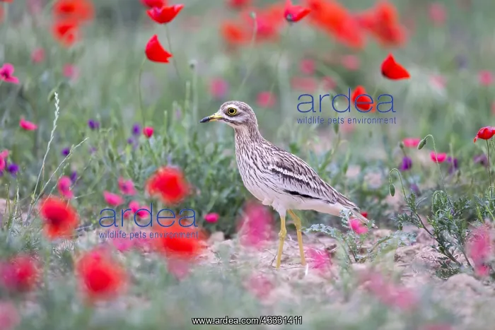 : Eurasian stone curlew, Eurasian thick-knee, Stone-curlew : Eurasian stone curlew, Eurasian thick-knee, Stone-curlew