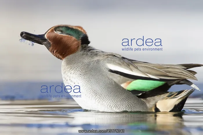 : Eurasian Teal (Anas crecca) male, St : Eurasian Teal (Anas crecca) male, St