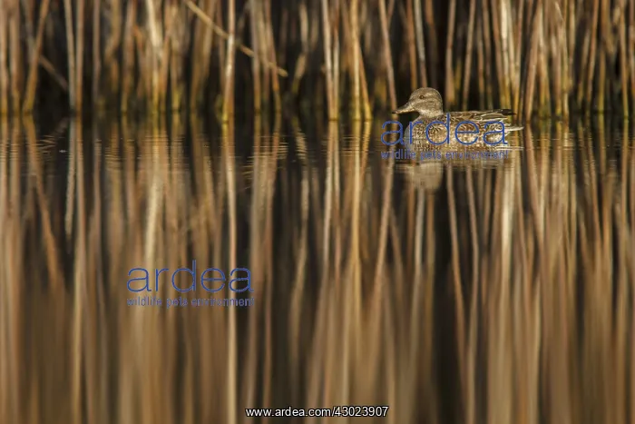 : Eurasian Teal female swimming on marsh Galicia Spain : Eurasian Teal female swimming on marsh Galicia Spain