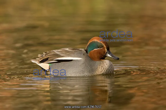 : Eurasian Teal - male on water : Eurasian Teal - male on water