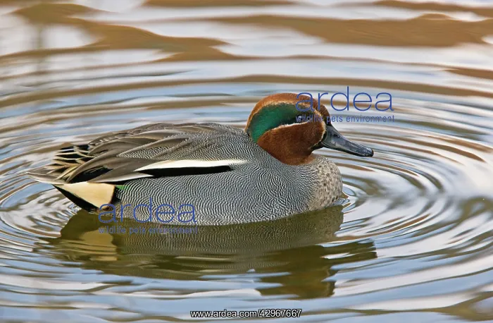 : Eurasian Teal - male on water : Eurasian Teal - male on water
