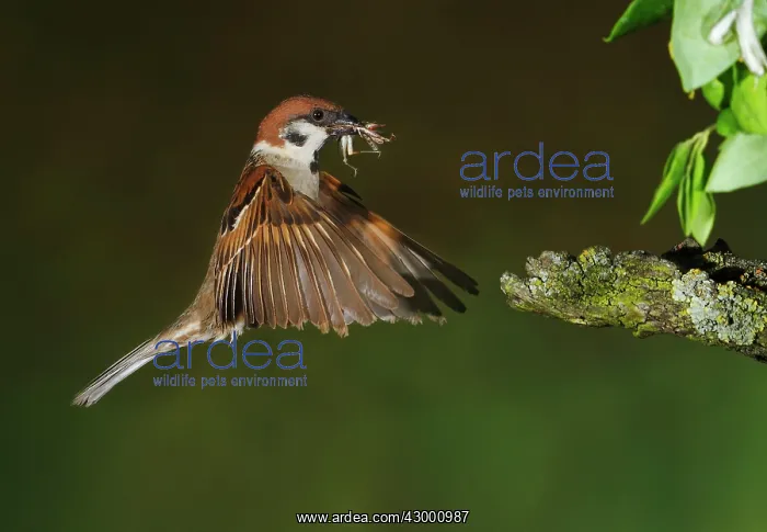 : Eurasian Tree Sparrow adult in flight with prey : Eurasian Tree Sparrow adult in flight with prey