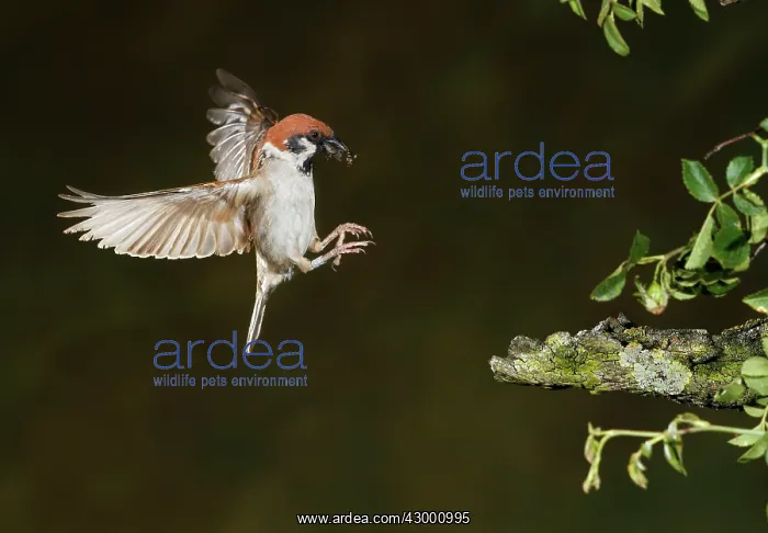: Eurasian Tree Sparrow adult in flight with prey : Eurasian Tree Sparrow adult in flight with prey