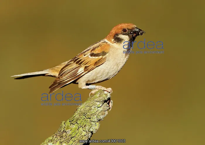 : Eurasian Tree Sparrow adult perched on branch with prey : Eurasian Tree Sparrow adult perched on branch with prey