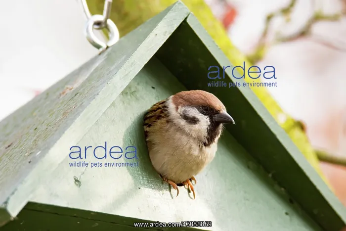: Eurasian Tree Sparrow in a green wooden Birdhouse : Eurasian Tree Sparrow in a green wooden Birdhouse