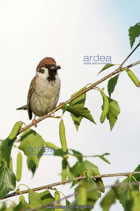 : Eurasian Tree Sparrow - with insect in beak : Eurasian Tree Sparrow - with insect in beak