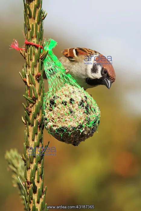 : Eurasian tree sparrow (Passer montanus), field sparrow : Eurasian tree sparrow (Passer montanus), field sparrow
