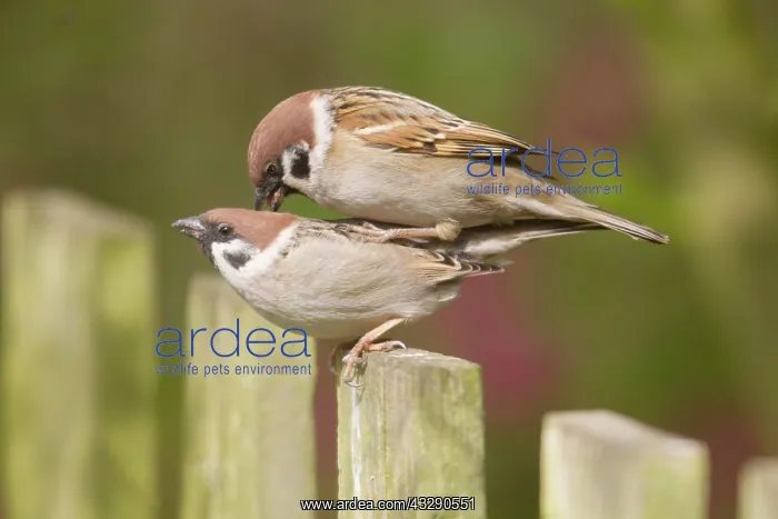 : Eurasian Tree Sparrow (Passer montanus) adult pair : Eurasian Tree Sparrow (Passer montanus) adult pair