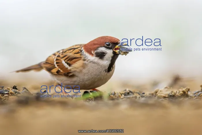 : Eurasian tree sparrow (Passer montanus), field s : Eurasian tree sparrow (Passer montanus), field s