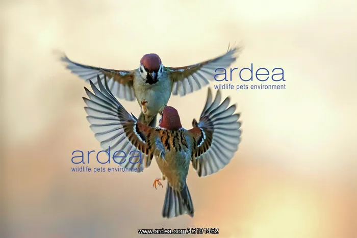 : Eurasian tree sparrow (Passer montanus) fighting : Eurasian tree sparrow (Passer montanus) fighting