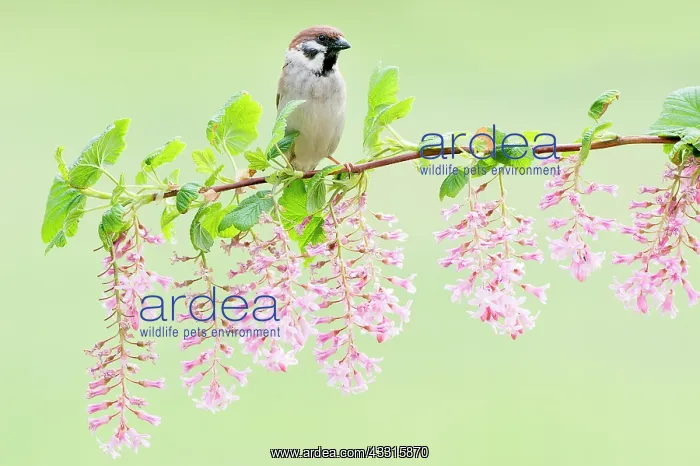 : Eurasian Tree Sparrow (Passer montanus) male perching on flo : Eurasian Tree Sparrow (Passer montanus) male perching on flo