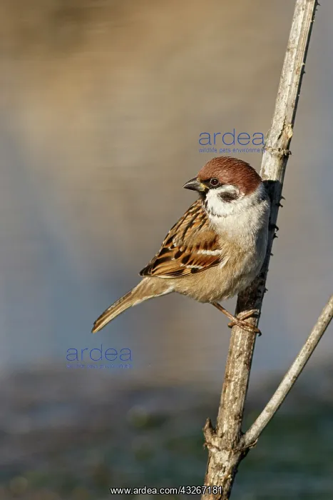 : Eurasian Tree Sparrow (Passer montanus) - perche : Eurasian Tree Sparrow (Passer montanus) - perche