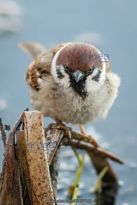: Eurasian Tree Sparrow (Passer montanus) - perche : Eurasian Tree Sparrow (Passer montanus) - perche