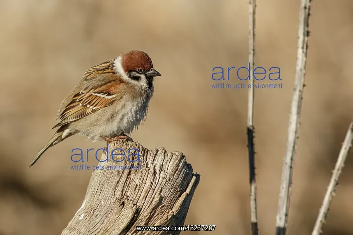 : Eurasian Tree Sparrow (Passer montanus) - perche : Eurasian Tree Sparrow (Passer montanus) - perche