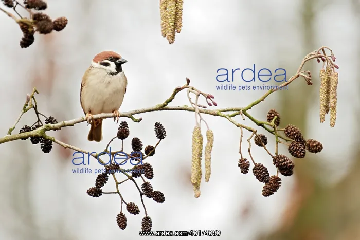 : Alder. Eurasian Tree Sparrow (Passer montanus) perched on alder (Alnus sp) twig : Alder. Eurasian Tree Sparrow (Passer montanus) perched on alder (Alnus sp) twig