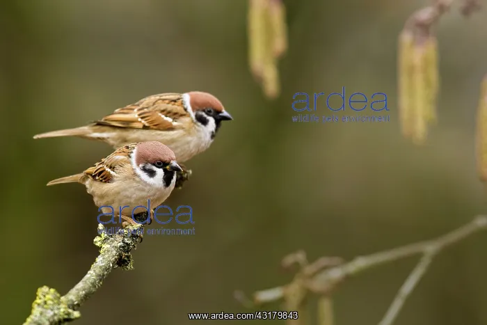  : Alder. Eurasian Tree Sparrow (Passer montanus) perched on alder (Alnus sp) twig