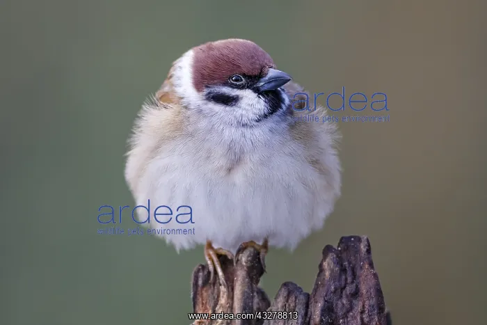  : Eurasian Tree Sparrow (Passer montanus) portrai