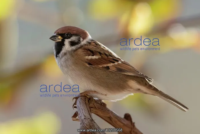 : Eurasian tree sparrow (Passer montanus), sitting : Eurasian tree sparrow (Passer montanus), sitting