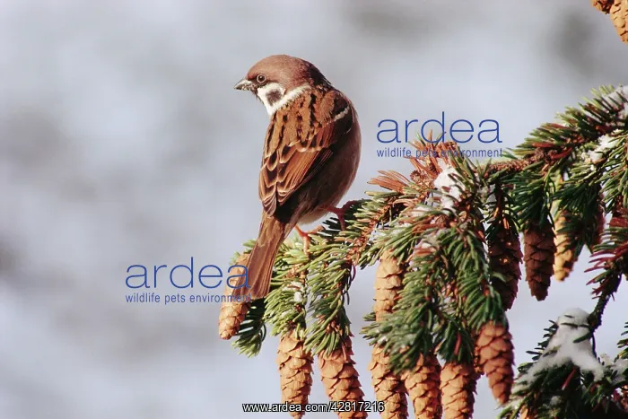 : Eurasian Tree SPARROW - perched on branch : Eurasian Tree SPARROW - perched on branch