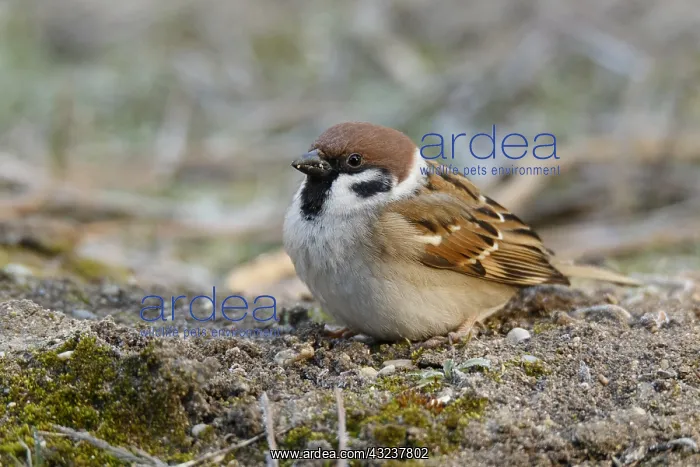 : Eurasian Tree Sparrow - perched - Castila Leon, Spain : Eurasian Tree Sparrow - perched - Castila Leon, Spain