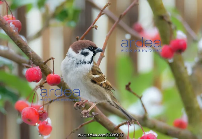 : Eurasian tree sparrow sitting in a snow covered apple tree : Eurasian tree sparrow sitting in a snow covered apple tree