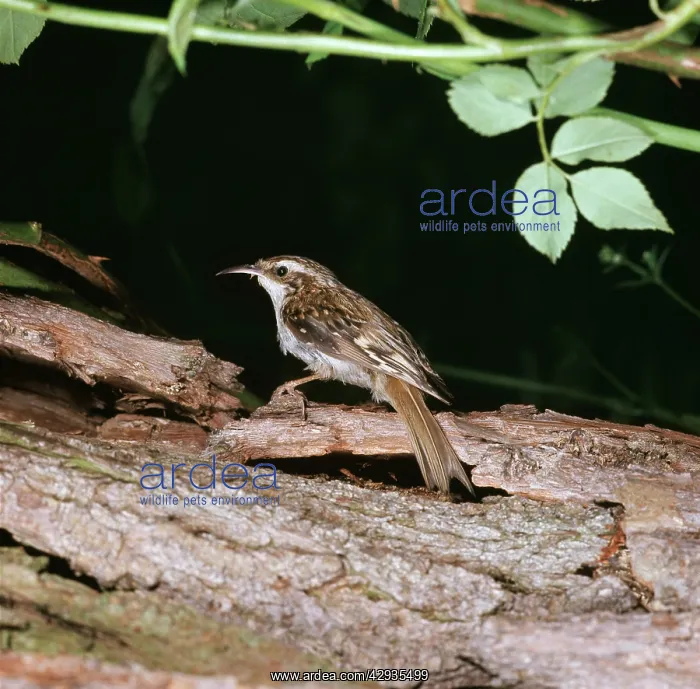: Eurasian TREECREEPER : Eurasian TREECREEPER
