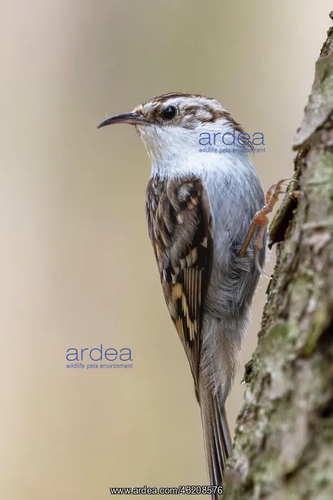 : Eurasian treecreeper (Certhia familiaris), sitting : Eurasian treecreeper (Certhia familiaris), sitting